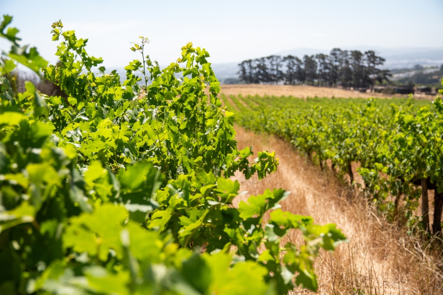 4 Bedroom Property for Sale in Stellenbosch Farms Western Cape